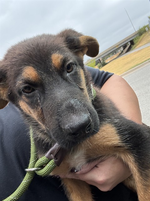 A480955, a German Shepherd (mix breed), available for adoption