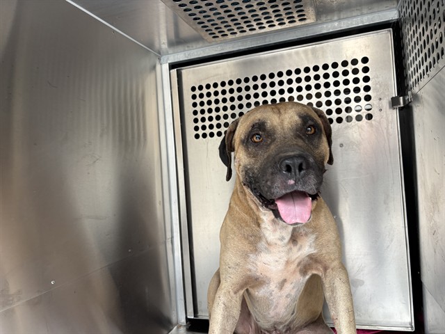 A481097, a Bullmastiff (mix breed), available for adoption