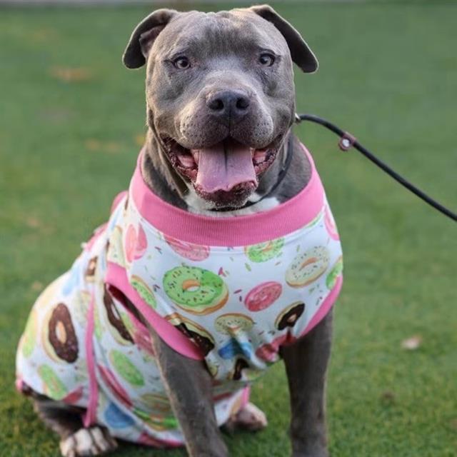 Odin, a Pit Bull Terrier, available for adoption
