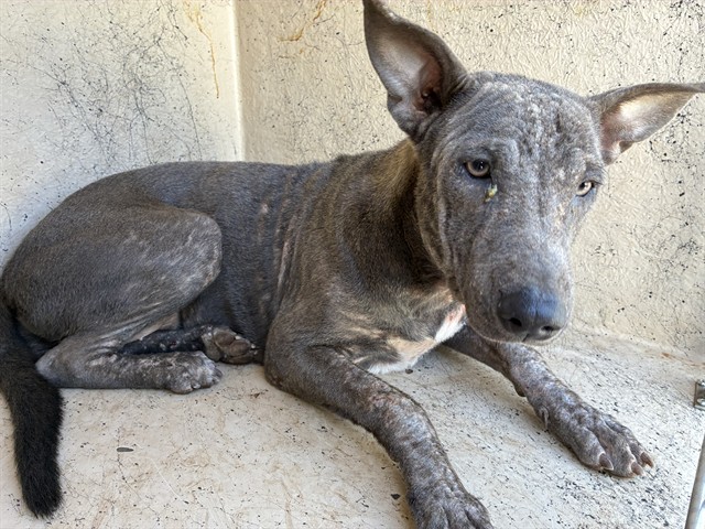 A481222, a Pit Bull Terrier (mix breed), available for adoption