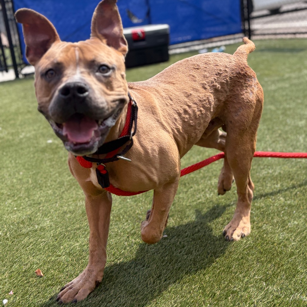 Scar Mufasa, a Pit Bull Terrier, available for adoption