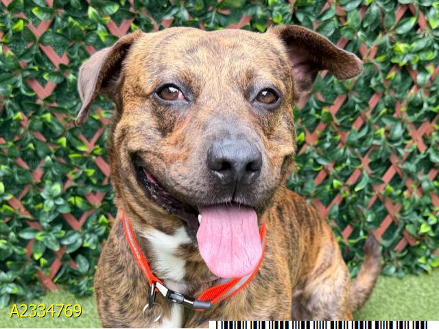Nate, a Pit Bull Terrier (mix breed), available for adoption