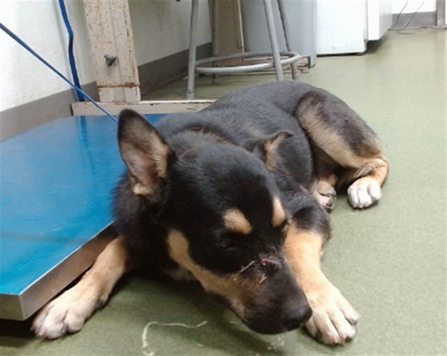 Clove, a German Shepherd (mix breed), available for adoption