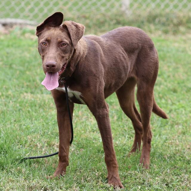 Gem, a Labrador Retriever, available for adoption