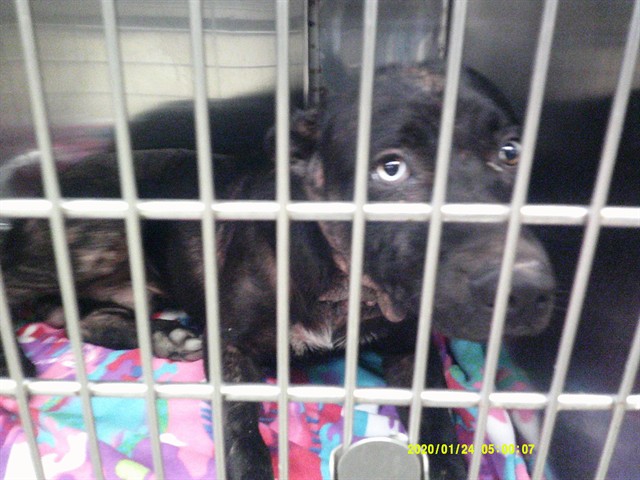 A481748, a Hound, available for adoption