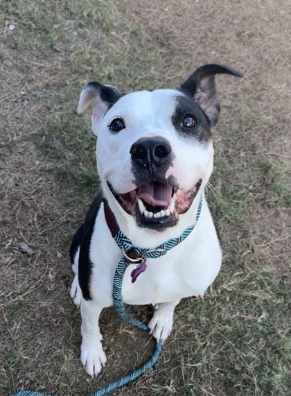 Zebra, a Pit Bull Terrier (mix breed), available for adoption