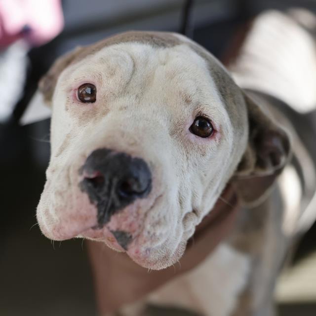Modelo, a American Staffordshire Terrier (mix breed), available for adoption