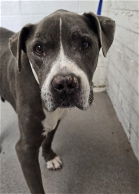 Grey, a Pit Bull Terrier (mix breed), available for adoption