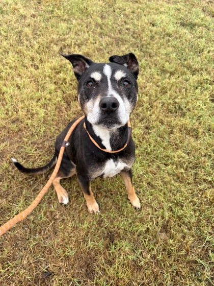 Dawn, a Terrier, available for adoption