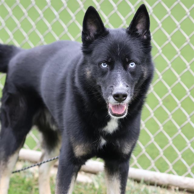 Maverick, a Siberian Husky, available for adoption