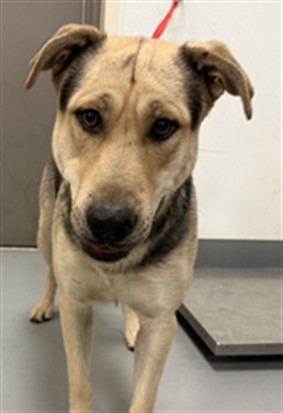 Gino, a Shepherd (mix breed), available for adoption