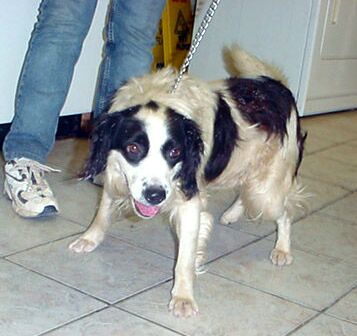Other Photos of thie Dog