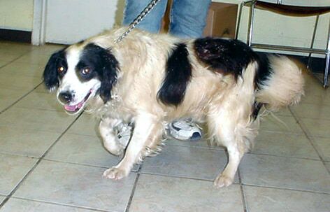 Other Photos of thie Dog