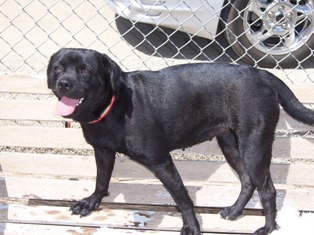 Other Photos of thie Dog