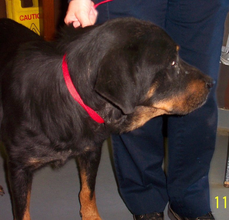 Other Photos of thie Dog