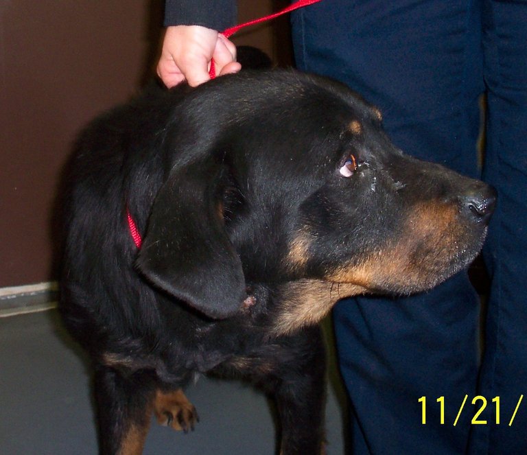 Other Photos of thie Dog