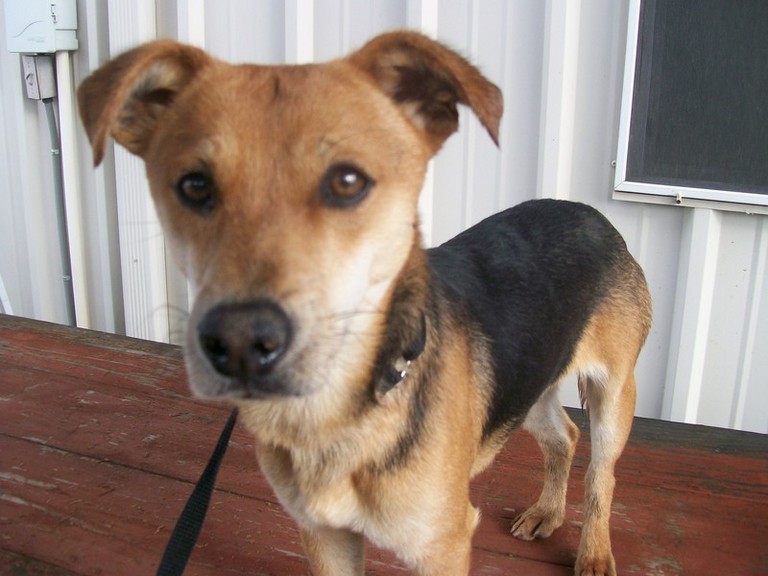 Other Photos of thie Dog