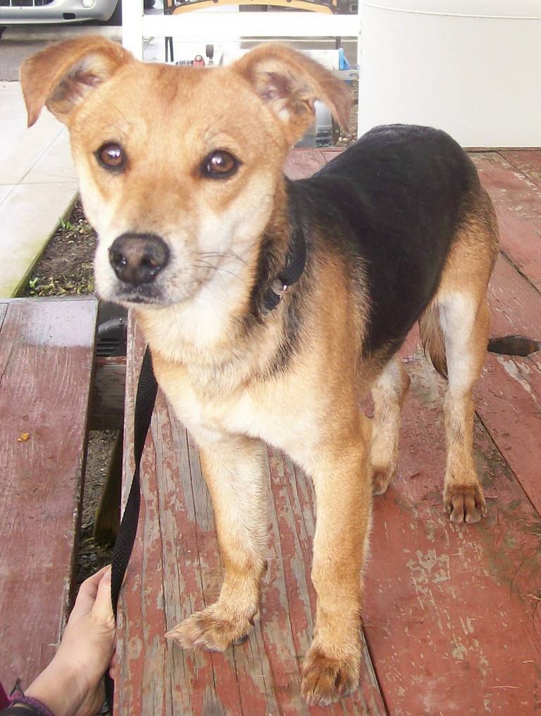 Other Photos of thie Dog