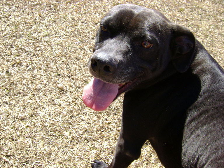 Other Photos of thie Dog