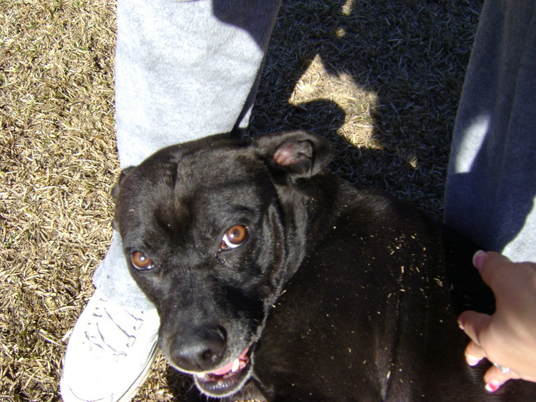 Other Photos of thie Dog