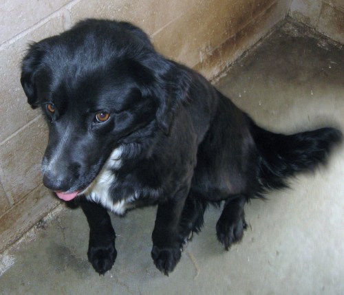 Main Photo of this Dog