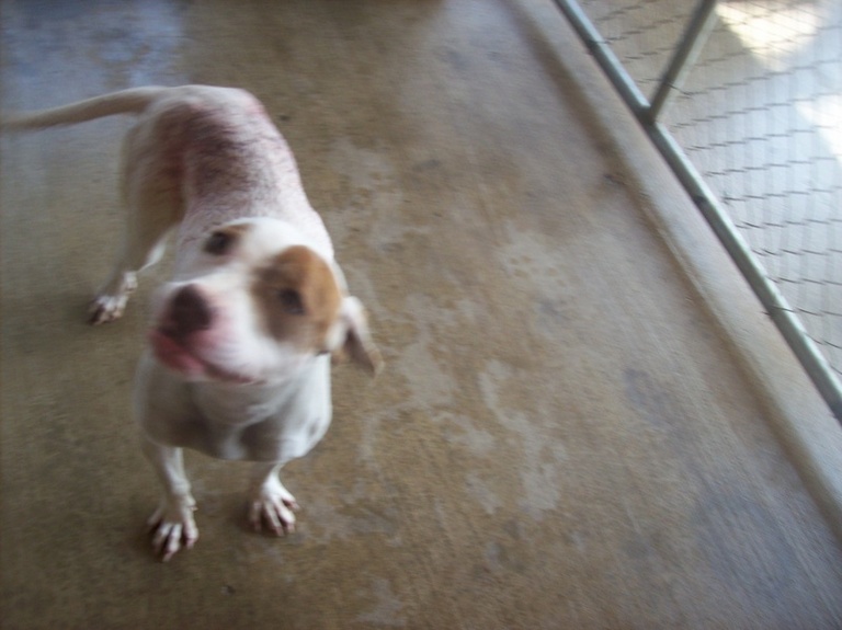 Other Photos of thie Dog