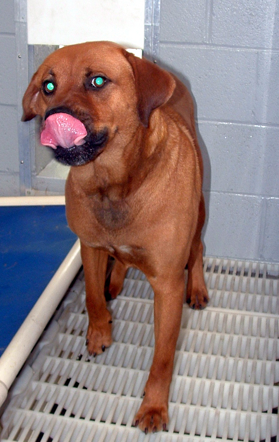 Other Photos of thie Dog
