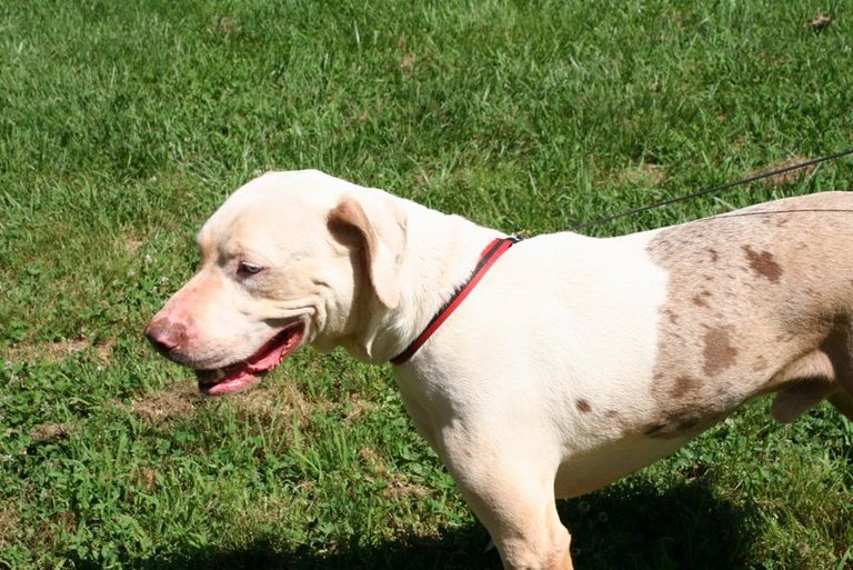 Other Photos of thie Dog