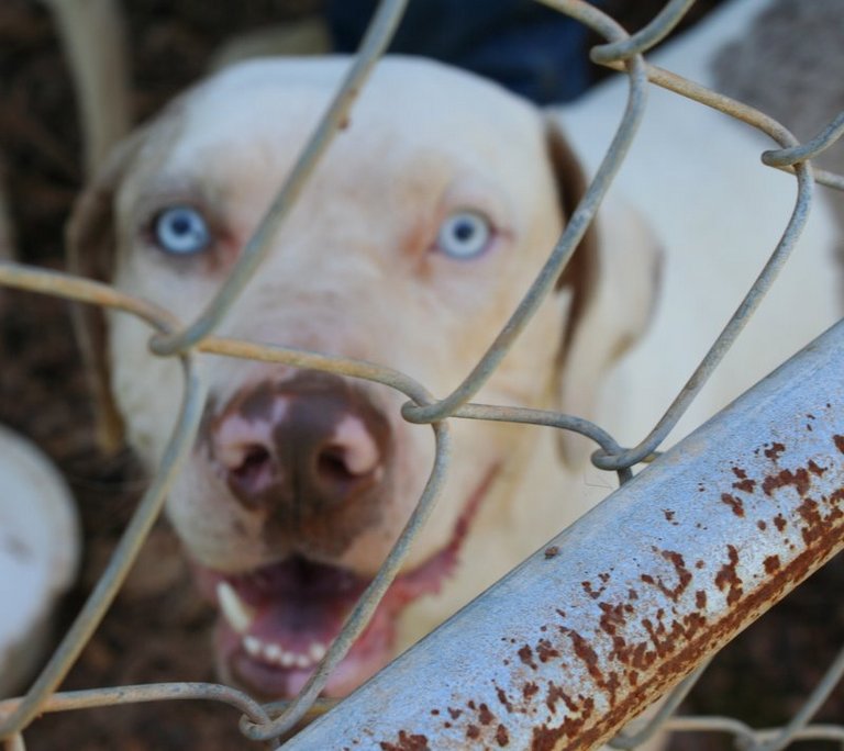 Other Photos of thie Dog