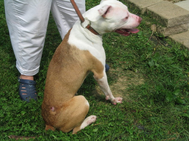 Other Photos of thie Dog