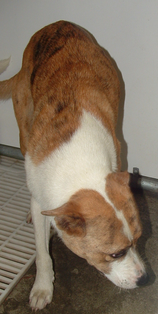 Other Photos of thie Dog