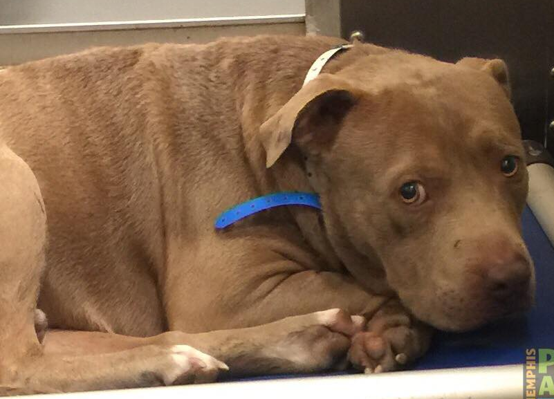 Other Photos of thie Dog