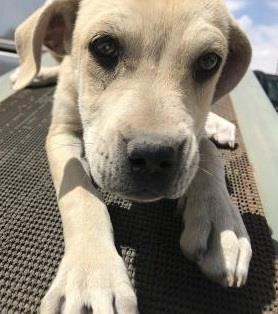 Main Photo of this Dog