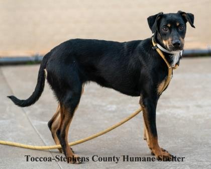 Other Photos of thie Dog
