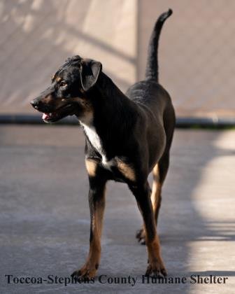 Other Photos of thie Dog