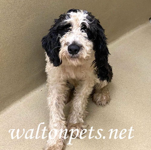 Main Photo of this Dog