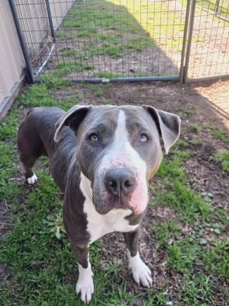 Main Photo of this Dog