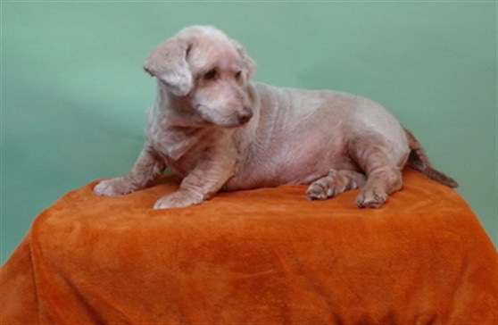 Rocky, a Clumber Spaniel, available for adoption