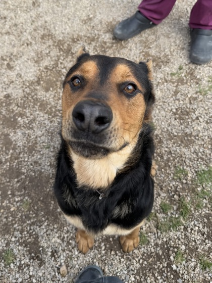 Other Photos of thie Dog