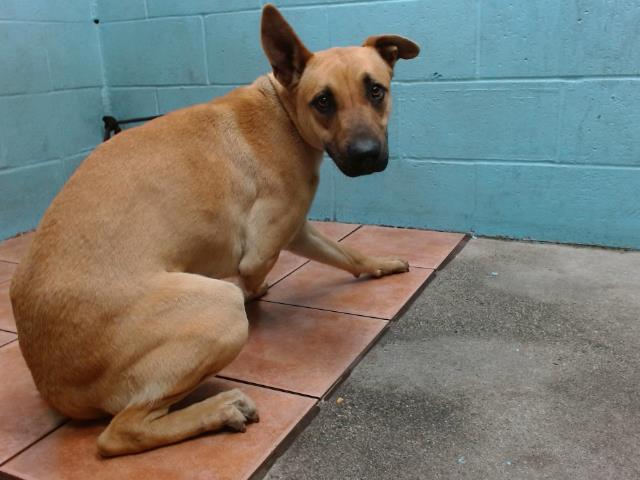 Other Photos of thie Dog