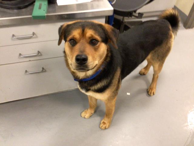 Main Photo of this Dog