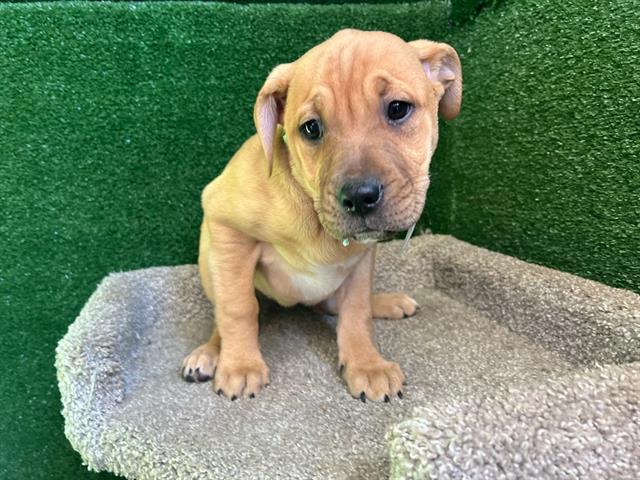 Main Photo of this Dog