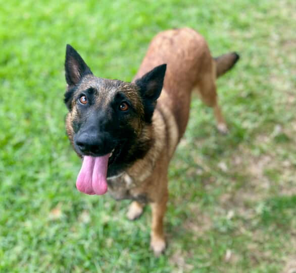 Main Photo of this Dog