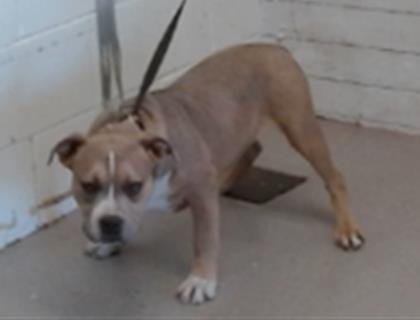 Other Photos of thie Dog