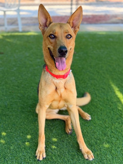 Verona, a German Shepherd, available for adoption