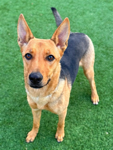 Adoptable pet photo