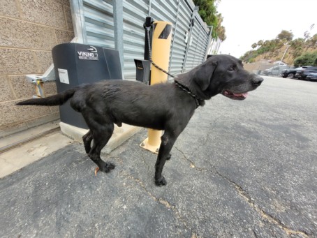 Other Photos of thie Dog