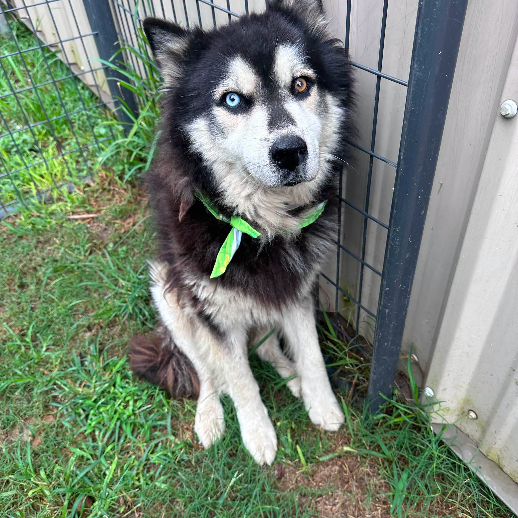Other Photos of thie Dog