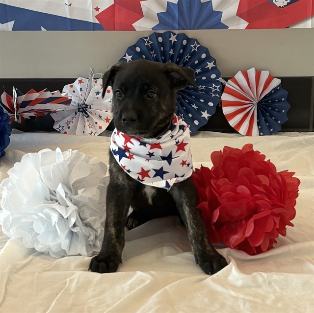 Brandy, a Pit Bull Terrier, available for adoption