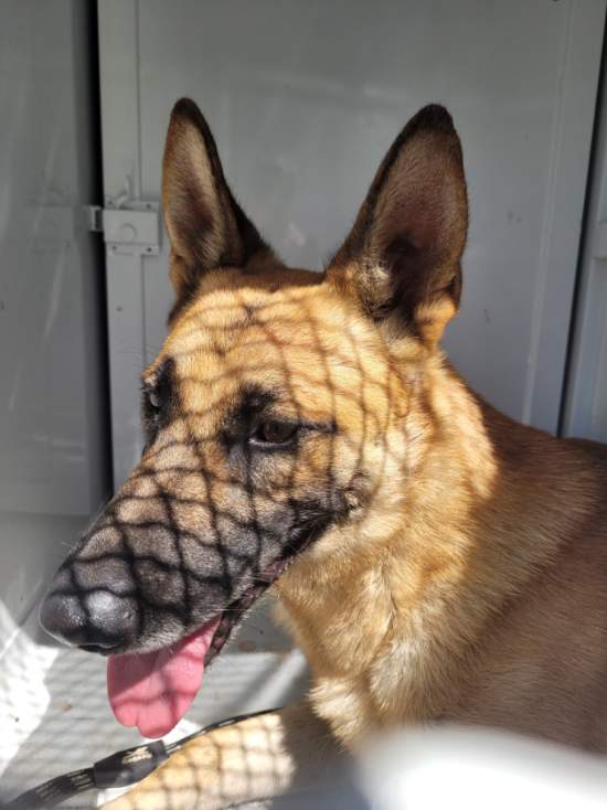Rex, a German Shepherd, available for adoption